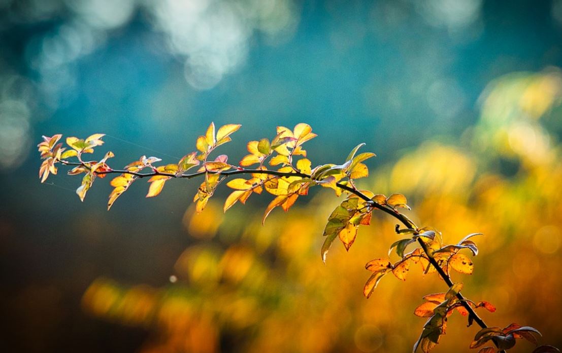 夢見樹枝代表什麼？13個夢境解讀（夢見有人從樹枝上摘水果、夢見綠枝）-頭條解讀