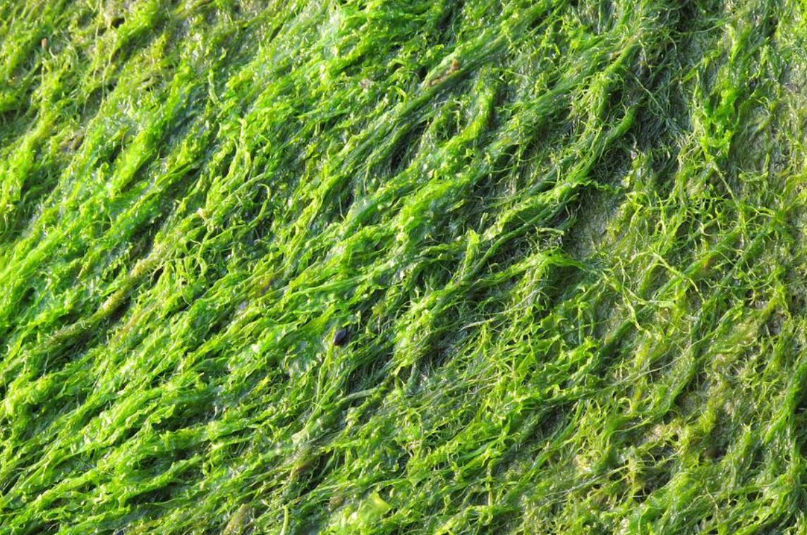 夢見海藻代表什麼？11個夢境解讀（夢見褐藻、夢見藍綠藻）-頭條解讀