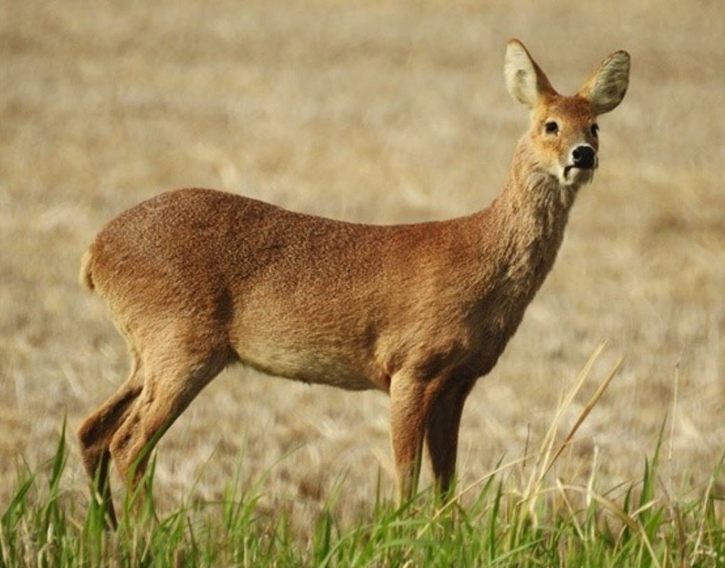 夢見麋鹿代表什麼？11個夢境解讀（ 夢見籠中麋鹿、夢見吃麋鹿肉）-頭條解讀