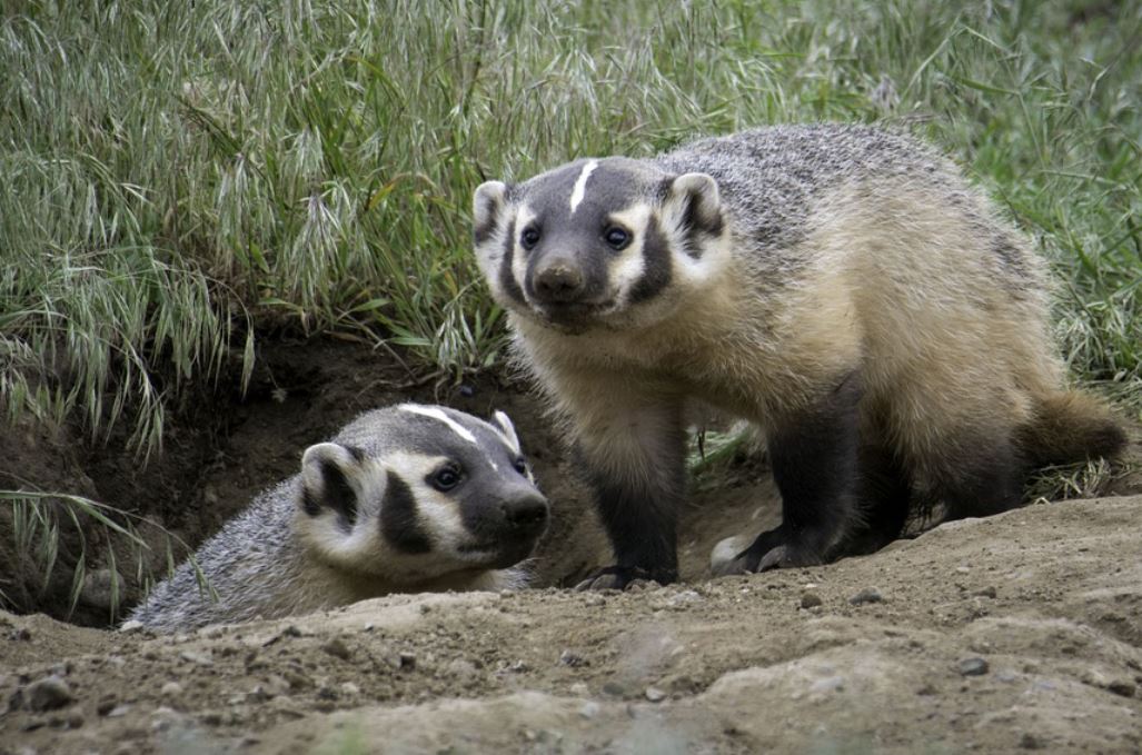夢見獾代表什麼？14個夢境解讀（夢見殺死獾、夢見死獾）-頭條解讀