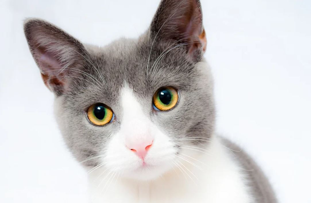 夢見丟貓代表什麼？-頭條解讀