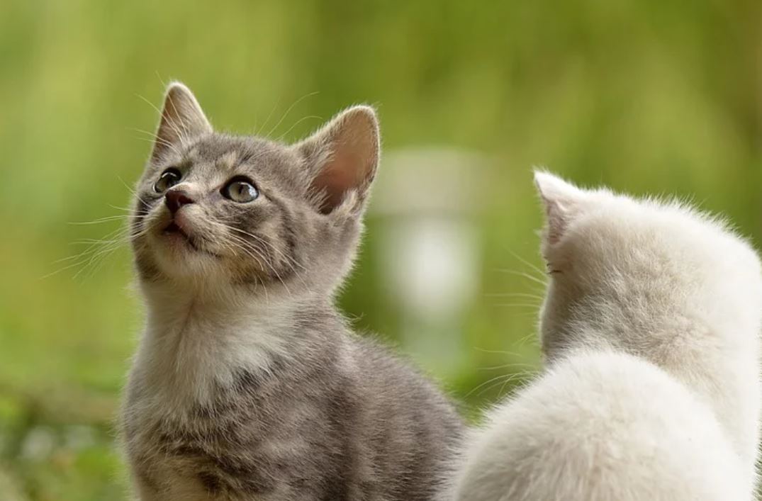 夢見貓哭聲代表什麼？-頭條解讀