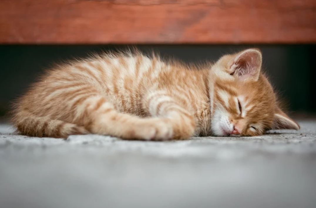夢見貓睡覺代表什麼？-頭條解讀