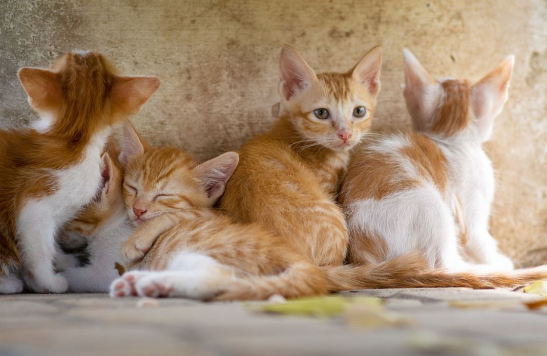 夢見貓咪藏身代表什麼？-頭條解讀