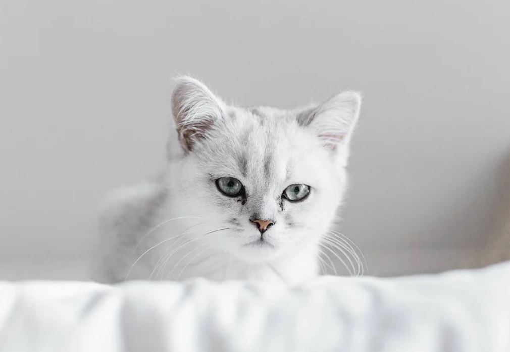 夢見貓咪代表什麼？一個關於享受生活的夢-頭條解讀