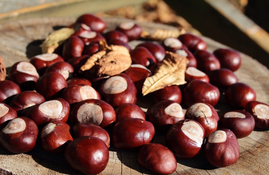 夢見栗子林代表什麼？9個夢境解讀（ 夢見栗子花、夢見栗樹）-頭條解讀