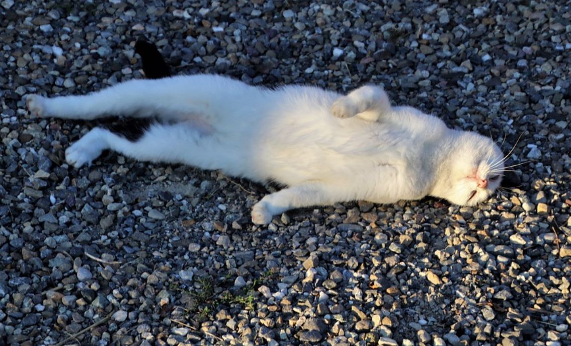 夢見躺下代表什麼？7個夢境解讀（夢見一個躺著的孩子 、夢見同事躺下）-頭條解讀