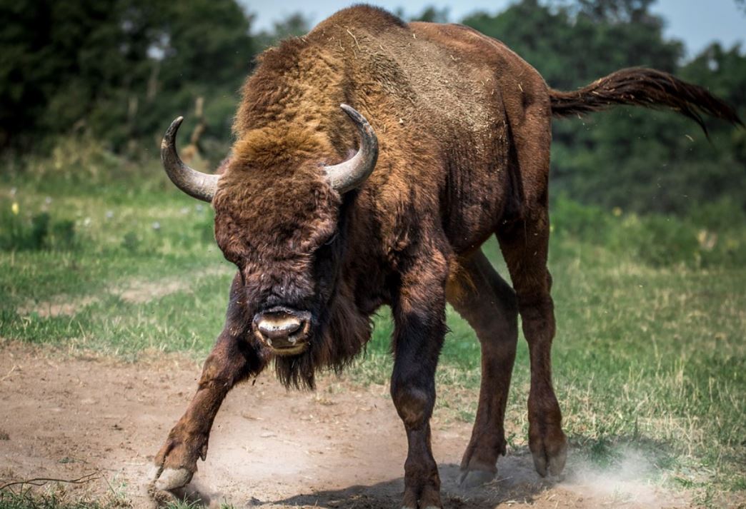 夢見公牛代表什麼？12個夢境解讀（夢見餵牛、夢見被公牛追逐）-頭條解讀