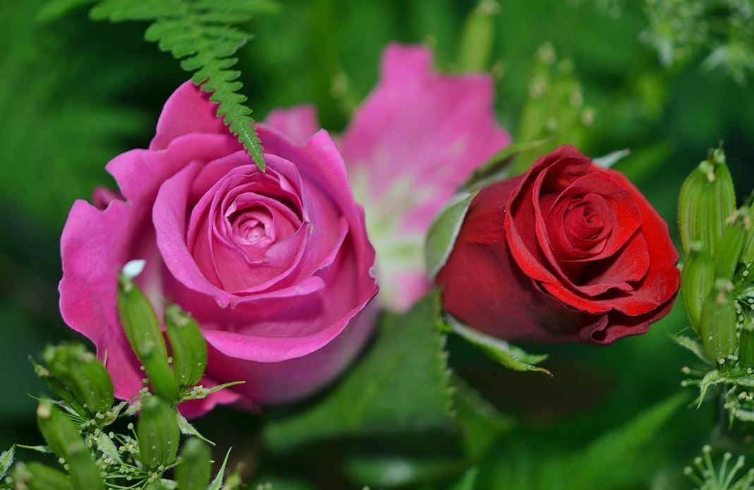 夢見玫瑰代表什麼？29個夢境解讀（夢見丟棄玫瑰、夢見種植玫瑰）-頭條解讀