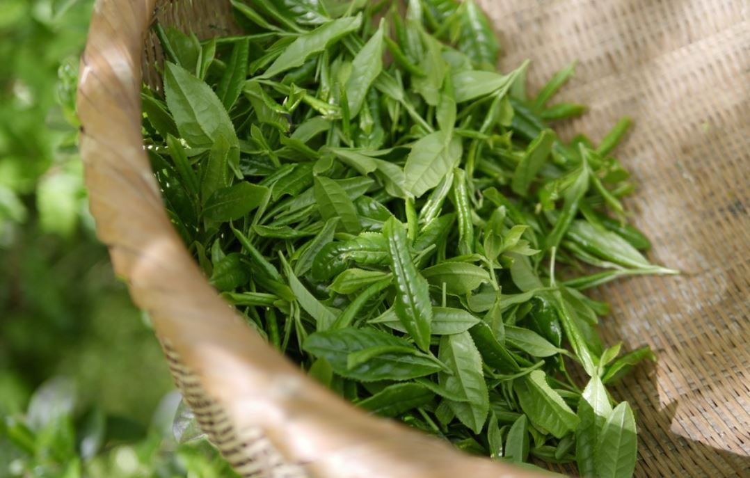 夢見綠茶代表什麼？21個夢境解讀（夢見別人澆灌綠茶田、夢見摘綠茶）-頭條解讀