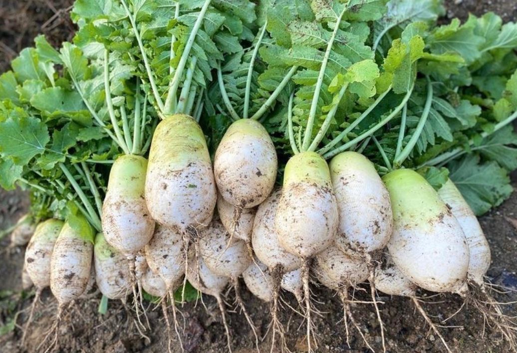 夢見蘿蔔代表什麼？25 個夢境解讀（夢見吃蘿蔔、夢見摘蘿蔔）-頭條解讀