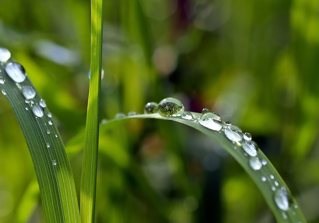夢見露水代表什麼？21個夢境解讀（ 夢見露水沾在蔬菜上、夢見葉子上的露水）-頭條解讀