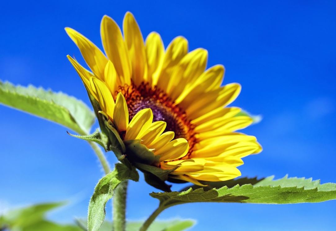 夢見黃色代表什麼？26 個夢境解讀（夢見黃蝴蝶、夢見黃魚）-頭條解讀