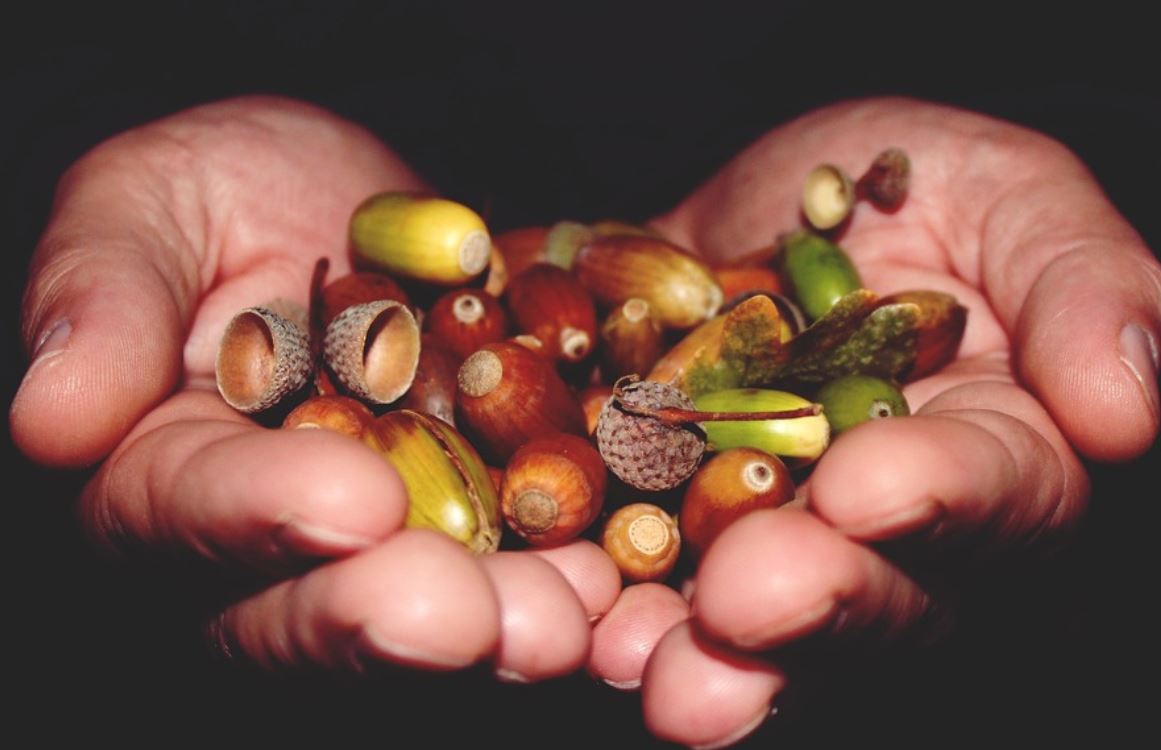 夢見橡實代表什麼？26 個夢境解讀（夢見賣橡實、夢見買橡實）-頭條解讀