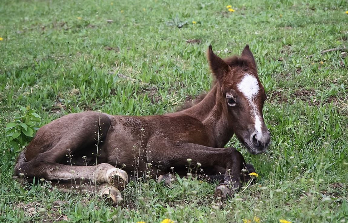 夢見小馬代表什麼？29 個夢境解讀（夢見他人追逐小馬駒、夢見逃離小馬駒）-頭條解讀