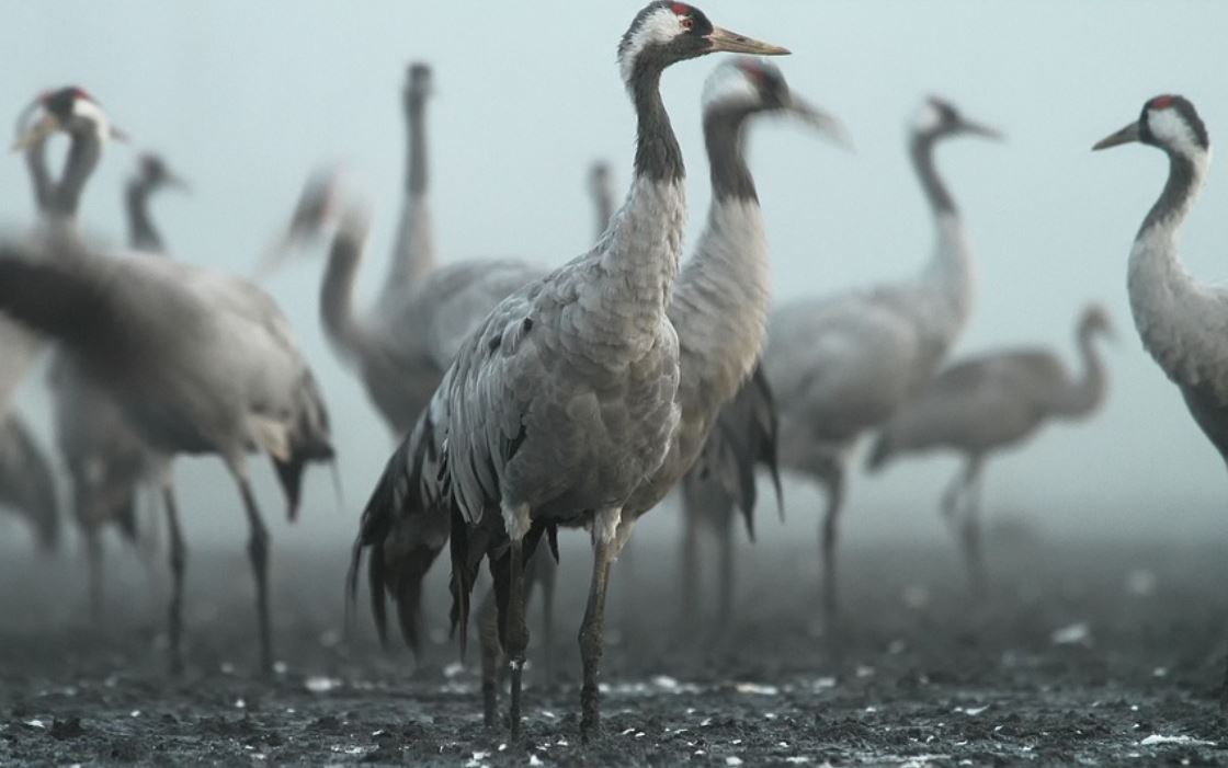 夢見鶴代表什麼？ 25個夢境解讀（夢見鶴鳴 、夢見鶴巢）-頭條解讀