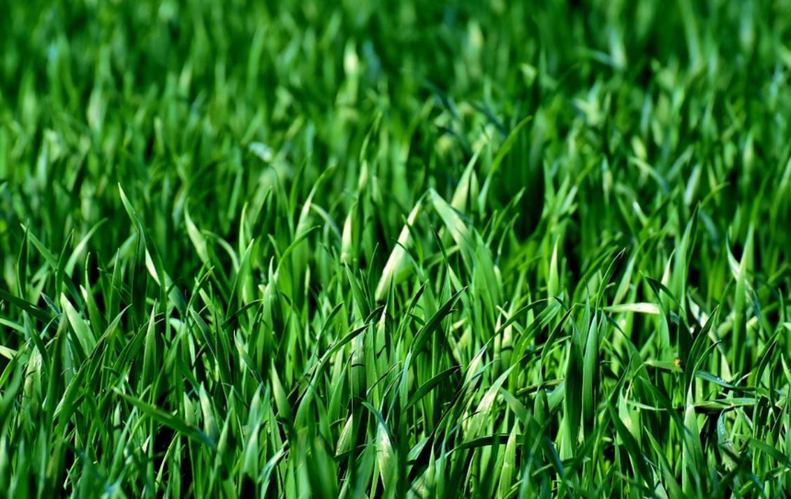 夢見草代表什麼？ 13 個夢境解讀（夢見別人澆你的草坪 、夢見燃燒草）-頭條解讀