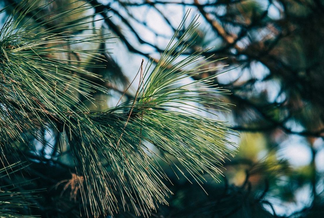 夢見松樹代表什麼？ 27個夢境解讀（夢見有人折斷松枝、夢見爬松樹）-頭條解讀