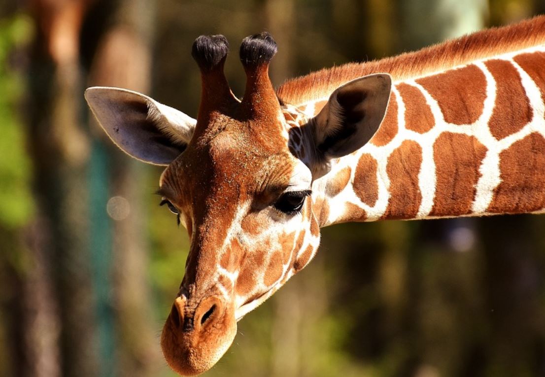 夢見動物園代表什麼？ 24 個夢境解讀-頭條解讀