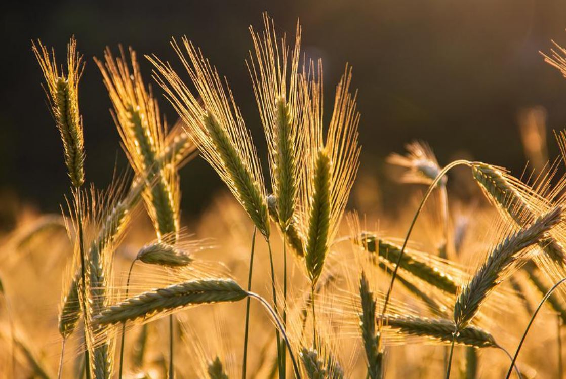夢見大麥田代表什麼？ 24 個夢境解讀-頭條解讀
