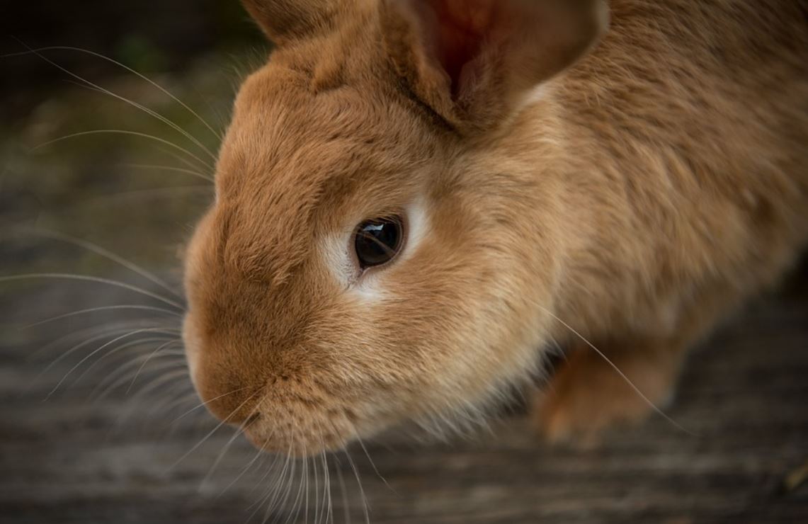 夢見兔子 代表什麼？ 28 個夢境解讀-頭條解讀