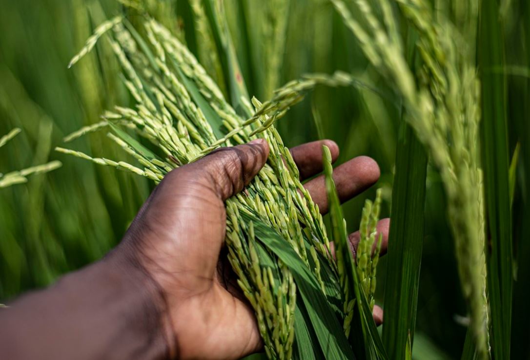 夢見收割代表什麼？ 14 個夢境解讀-頭條解讀