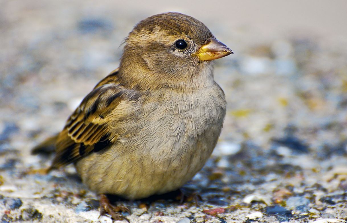 夢見麻雀代表什麼？ 25 個夢境解讀-頭條解讀