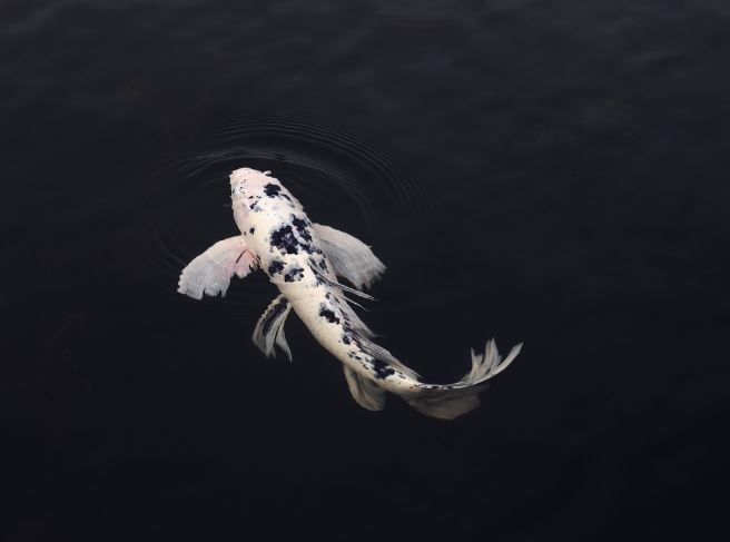 夢見鯉魚代表什麼？14 個夢境解讀-頭條解讀