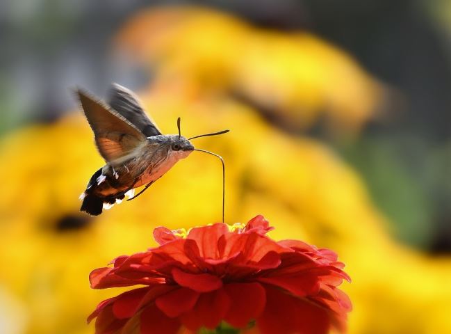夢見飛蛾代表什麼？14 個夢境解讀-頭條解讀