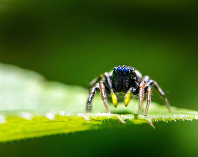 夢見毒蜘蛛代表什麼？10 個夢境解讀-頭條解讀