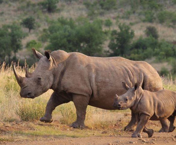 夢見犀牛代表什麼？11 個夢境解讀-頭條解讀