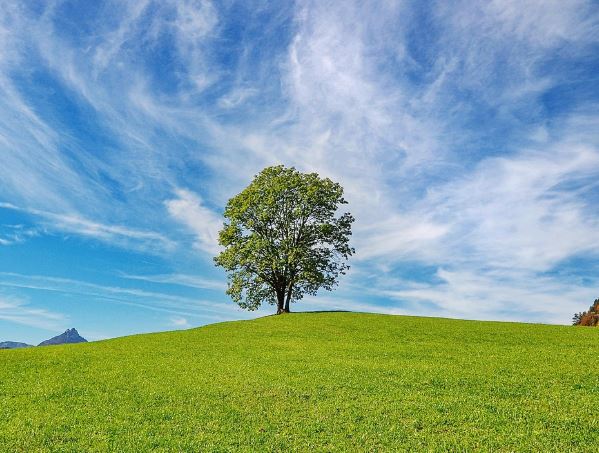 夢見草地代表什麼？10 個夢境解讀-頭條解讀