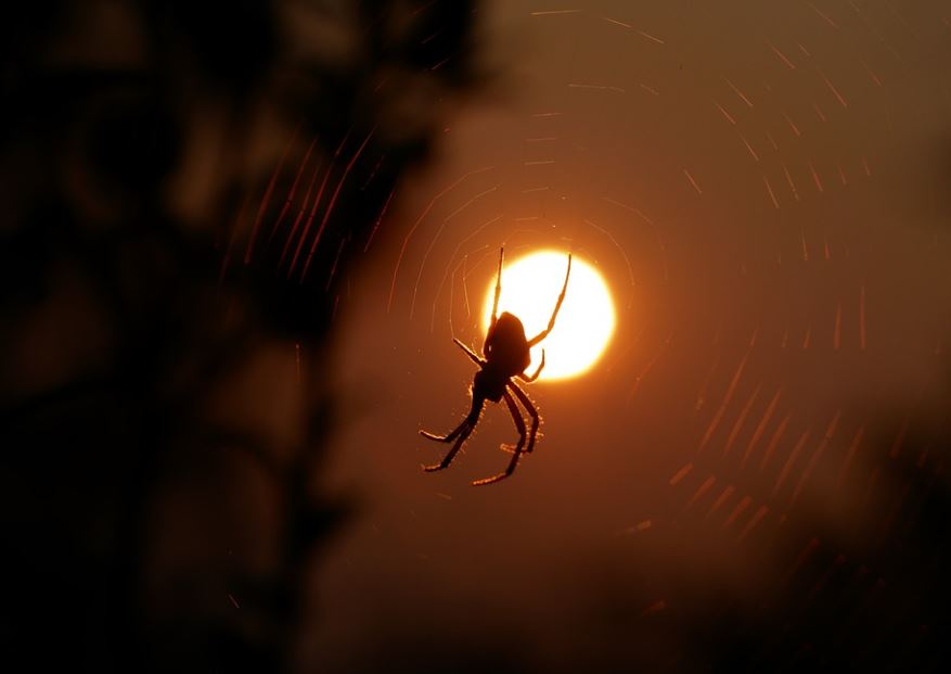 夢見紅蜘蛛是什麼預兆？7 個含義和象徵-頭條解讀