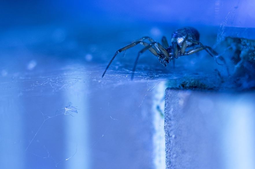 夢見藍蜘蛛是什麼預兆？7 個含義和象徵-頭條解讀
