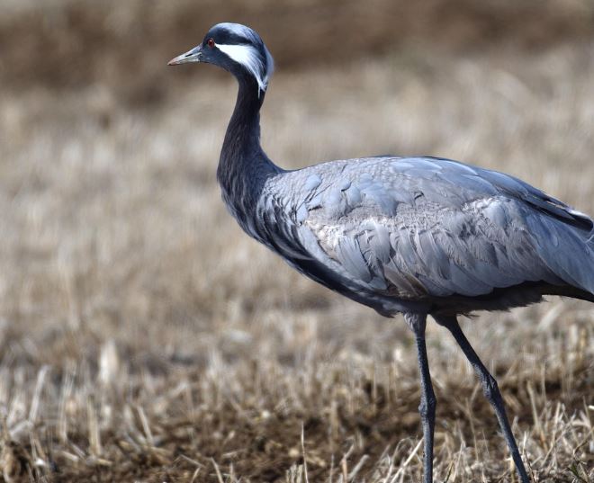 夢見鶴是什麼預兆？7 個含義和象徵-頭條解讀