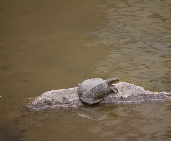 夢見大烏龜是什麼預兆？11 個含義和象徵-頭條解讀