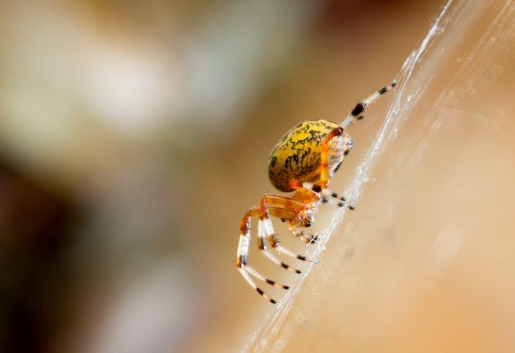 夢見金色蜘蛛是什麼預兆？9 個含義和象徵-頭條解讀