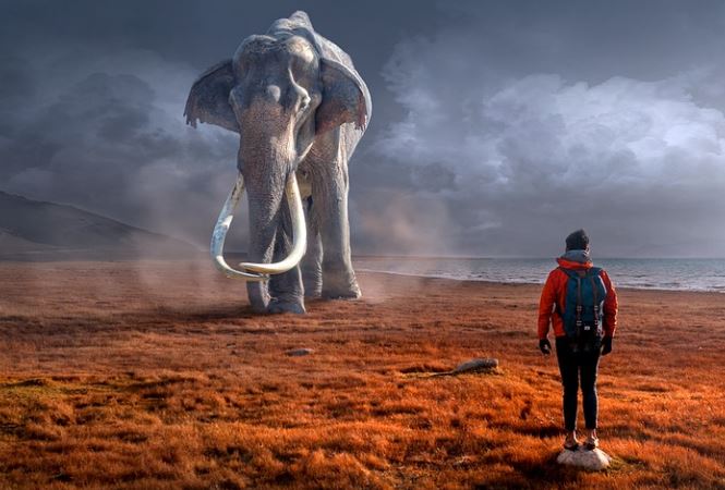 ​夢見一頭大象是什麼預兆？6 個含義和象徵-頭條解讀