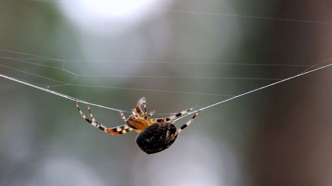 夢見捉蜘蛛是什麼預兆？10 個含義和象徵-頭條解讀