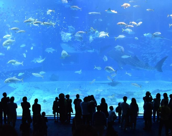 夢見水族箱是什麼預兆？8 個含義和象徵-頭條解讀