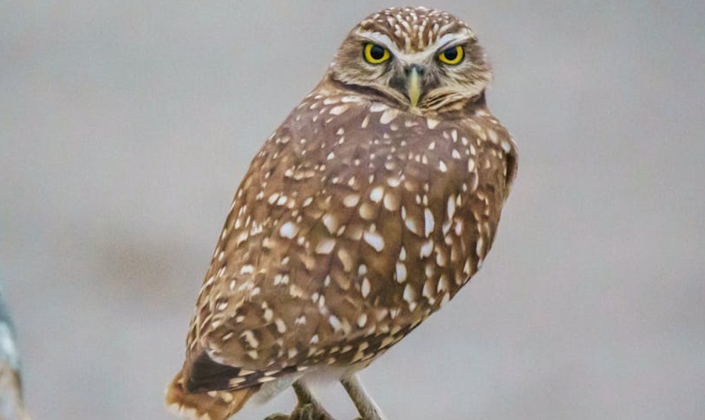 夢見貓頭鷹是什麼預兆？14 個含義和象徵-頭條解讀