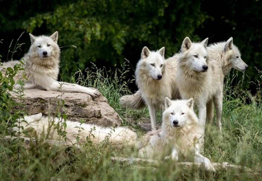 夢見狼是什麼預兆？30 個含義和象徵-頭條解讀
